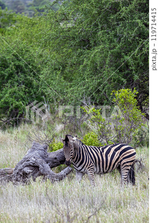 African zebra in natural habitat. Safari, Kruger National park, South Africa African zebra in natural habitat. Safari, Kruger National park, South Africa 119714415