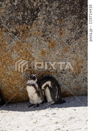Two African penguins are hiding from the sun in the shade of a large stone 119714416
