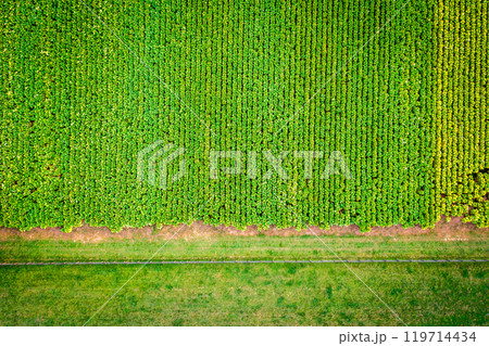 Tobacco farm in Kentucky Tobacco farm in Kentucky 119714434