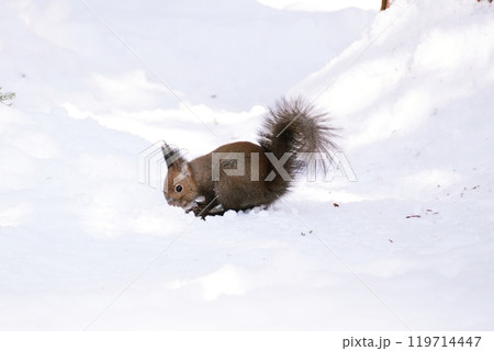 かわいいエゾリス かわいいエゾリス 119714447