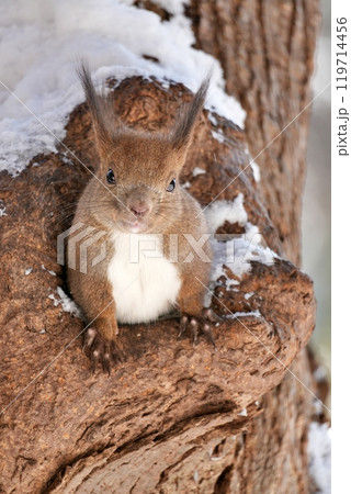 かわいいエゾリス 119714456