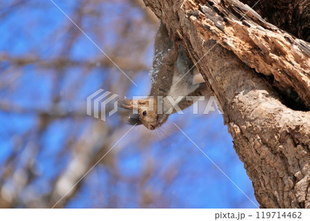 木に登る冬のエゾリス 119714462