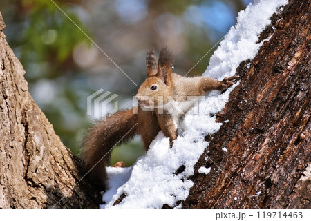 木の上のエゾリス 119714463