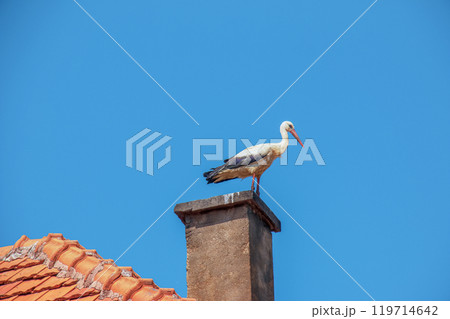 The stork builds a nest on the chimney of a village house 119714642