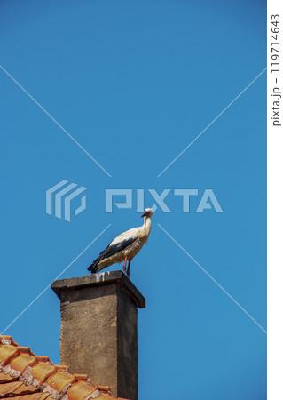 The stork builds a nest on the chimney of a village house 119714643