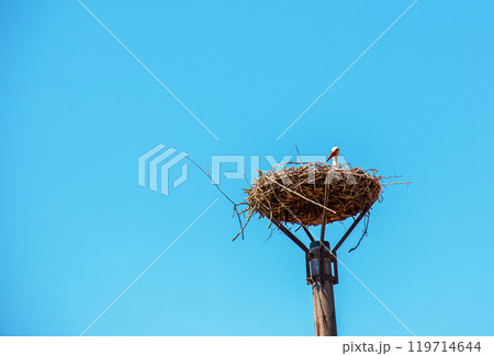 Beautiful white stork resting on the nest 119714644
