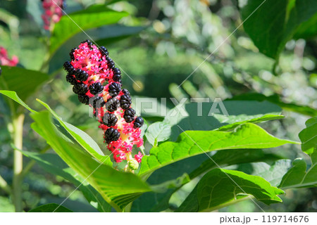 Flowers of Phytolacca acinosais growing in garden. Countryside. Black flowers in meadow. Blooming flowers. Cottage garden. Flowers of Phytolacca acinosais growing in garden. Countryside. Black flowers in meadow. Blooming flowers. Cottage garden. 119714676