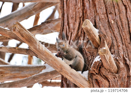 枝にとまって食事をするエゾリス 枝にとまって食事をするエゾリス 119714706