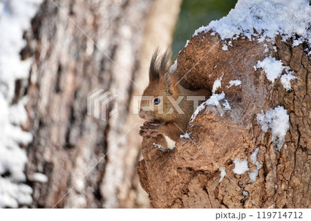 巣の中でクルミを食べるエゾリス 119714712