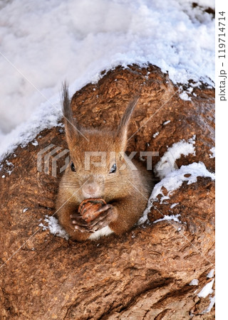 巣の中でクルミを食べるエゾリス 119714714