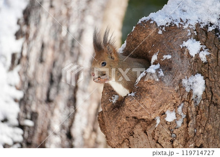 巣穴からクルミを咥えて顔を出すエゾリス 119714727