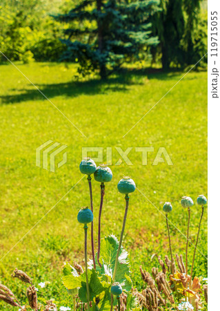 Achene with seeds of the maturing poppy plant. The stem and the box with the seeds of medicinal red poppy. 119715055