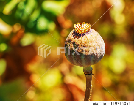 Achene with seeds of the maturing poppy plant. The stem and the box with the seeds of medicinal red poppy. 119715056