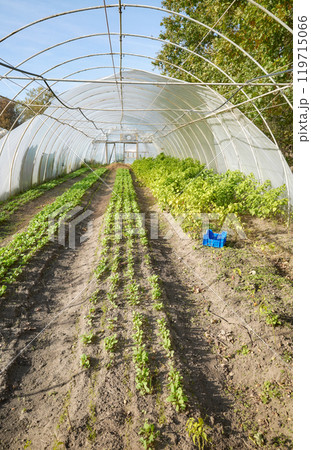 Organic farm polytunnel damaged by storm. Organic farm polytunnel damaged by storm. 119715066