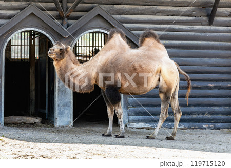 One two humped camel stands near its pen 119715120