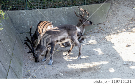 Group of beautiful horned deer. Animal protection Group of beautiful horned deer. Animal protection 119715121