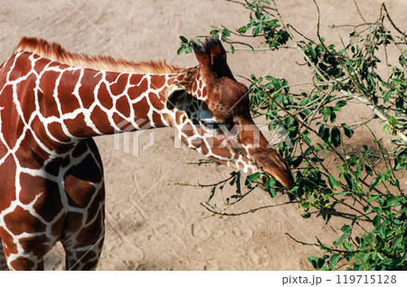 Beautiful giraffe eats leaves from a tree 119715128