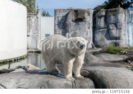 A large polar bear stands on rocks A large polar bear stands on rocks 119715138