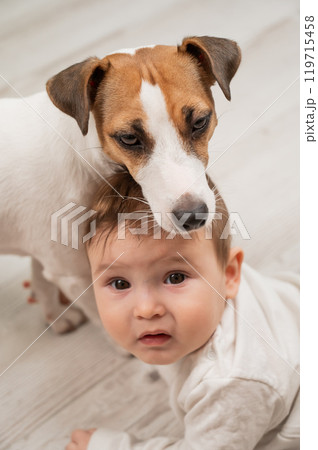 Cute baby boy and Jack Russell terrier dog lying in an embrace on a white background. Vertical photo. Cute baby boy and Jack Russell terrier dog lying in an embrace on a white background. Vertical photo. 119715458
