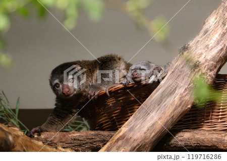 cute wild bear cuscus aulirops ursinus arboreal 119716286