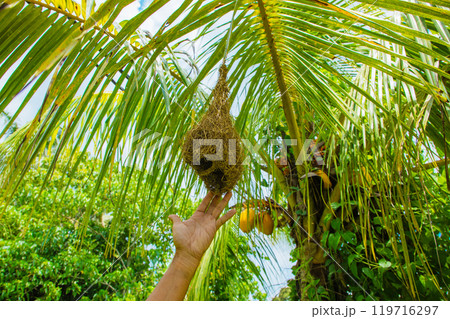 Baya weaver bird building nest on palm tree. Baya weaver bird building nest on palm tree. 119716297