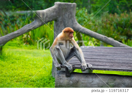 Proboscis Monkey Nasalis larvatus in mangrove rain forest 119716317