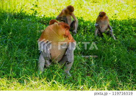 Proboscis Monkey Nasalis larvatus in mangrove rain forest 119716319