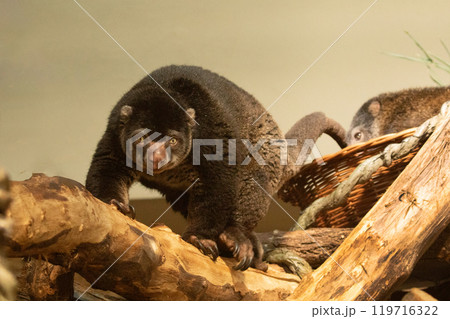 cute wild bear cuscus aulirops ursinus arboreal against blure background. 119716322