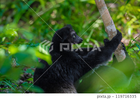 Lemur Indri indri, babakoto largest lemur from Madagascar 119716335