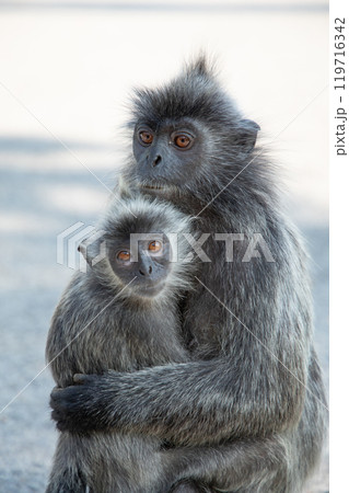 Closeup portrait of Tufted gray langur Semnopithecus priam 119716342