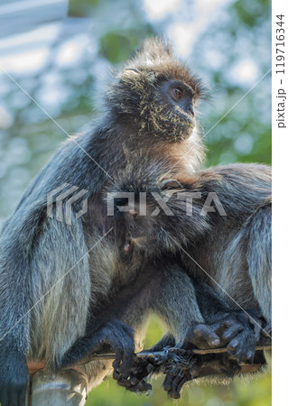 Closeup portrait of Tufted gray langur Semnopithecus priam 119716344