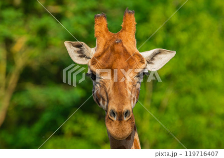 Giraffe in selective focus on green natural background 119716407