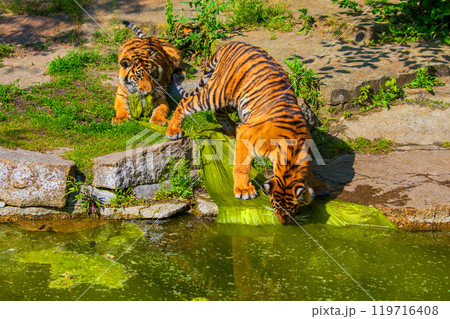 critically endangered Sumatran tiger 119716408