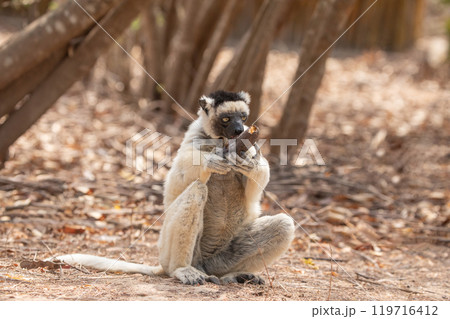 Sifaka lemur Propithecus verreauxi, Madagascar nature Sifaka lemur Propithecus verreauxi, Madagascar nature 119716412