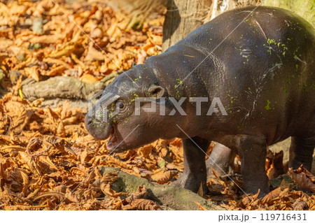 Pygmy hippopotamus Choeropsis liberiensis with mother Pygmy hippopotamus Choeropsis liberiensis with mother 119716431