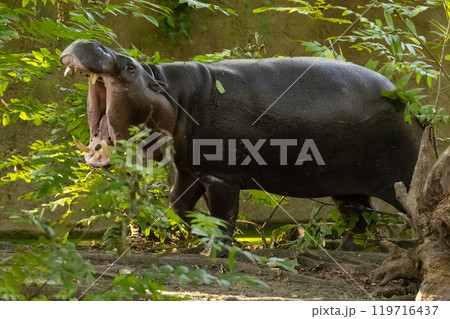 Pygmy hippopotamus Choeropsis liberiensis 119716437