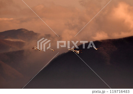 猪苗代湖の白鳥 119716483