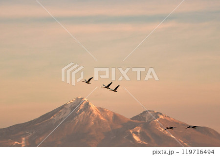 猪苗代湖の白鳥 猪苗代湖の白鳥 119716494