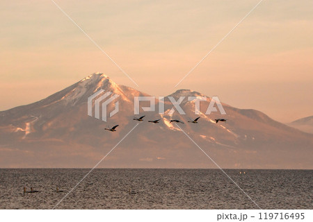 猪苗代湖の白鳥 猪苗代湖の白鳥 119716495