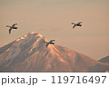 猪苗代湖の白鳥 119716497