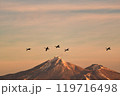 猪苗代湖の白鳥 119716498