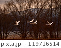 猪苗代湖の白鳥 119716514