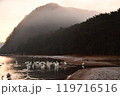 猪苗代湖の白鳥 119716516