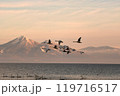 猪苗代湖の白鳥 119716517