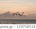猪苗代湖の白鳥 119716518