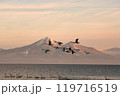 猪苗代湖の白鳥 119716519