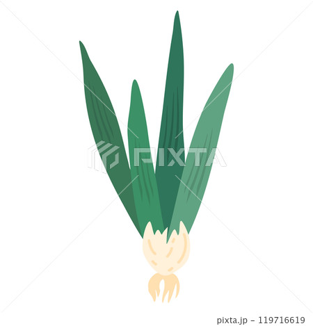green spring onion 119716619