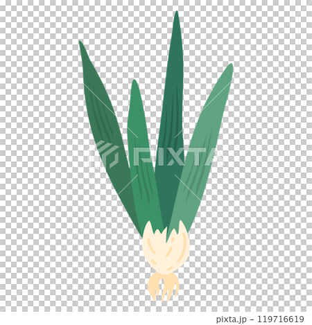 green spring onion 119716619