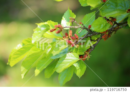 クワの実 クワの実 119716750