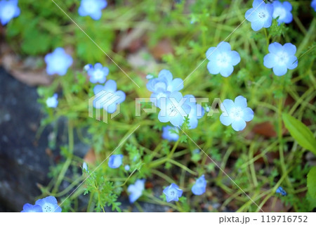 可愛い　ネモフィラの花 119716752